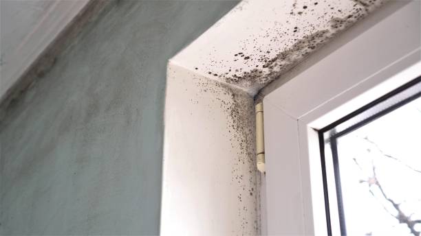 Best White Mold Remediation in Jasper, FL